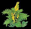 Senna alexandrina